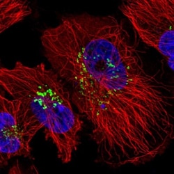 SDF4 Antibody, Novus Biologicals 0.1mL; Unlabeled:Antibodies, Polyclonal